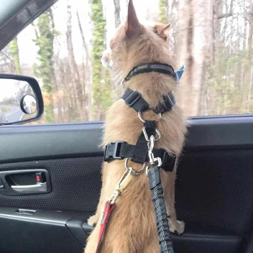 Ceinture de Sécurité pour Chien